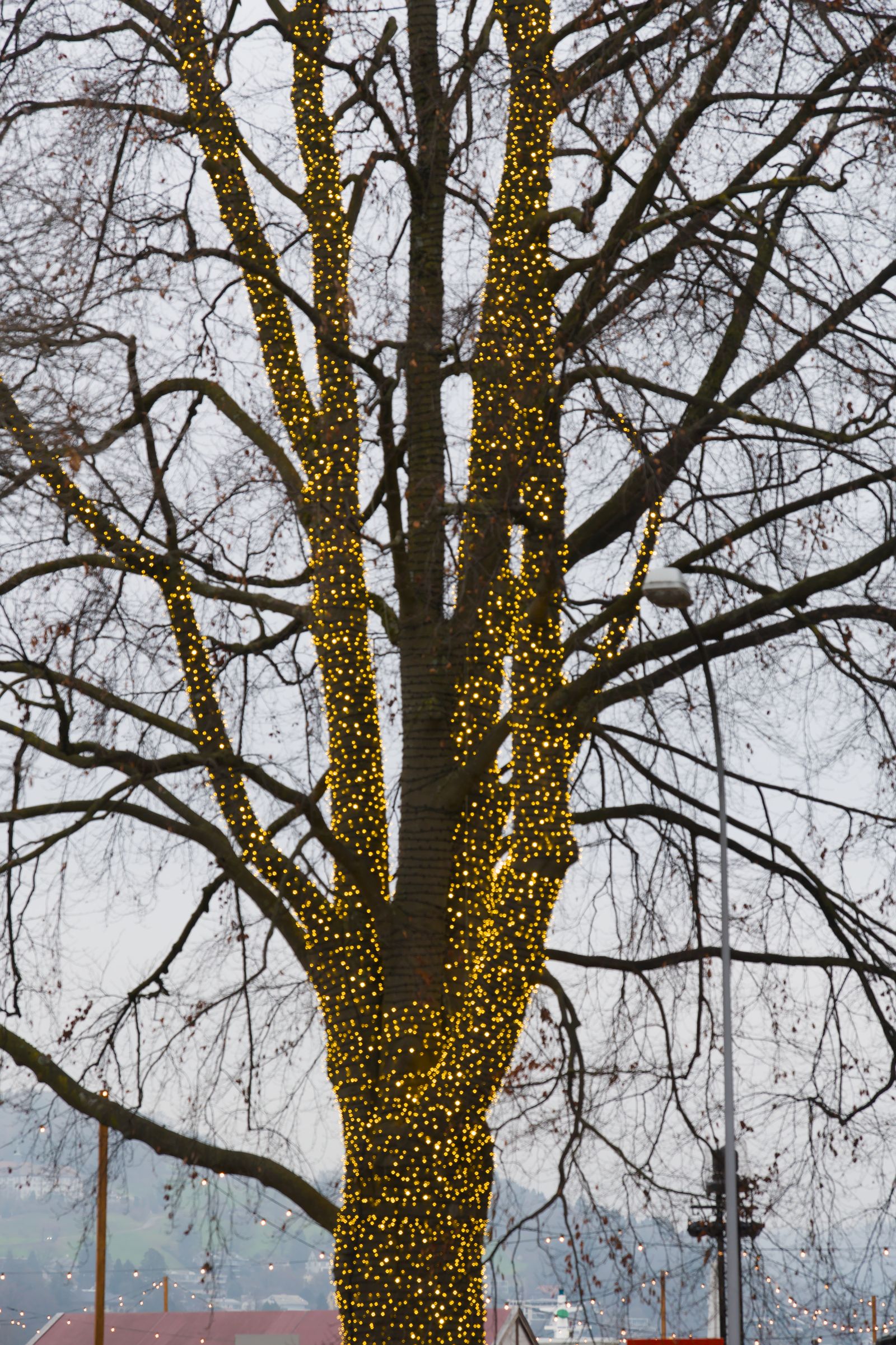 Canopy tree wrap holiday lighting by MerryGlow